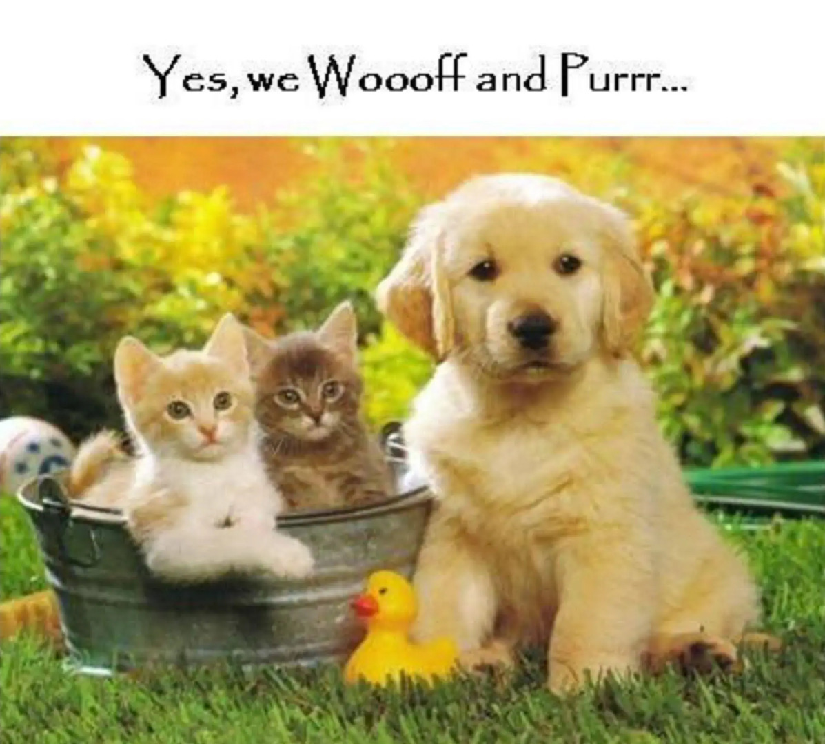 Maple Leaf Manor Suites