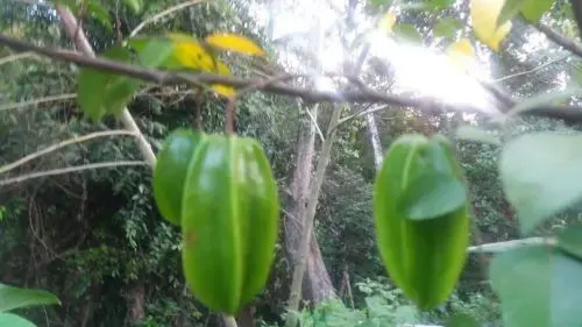Vrindavan Sangeeth Farms