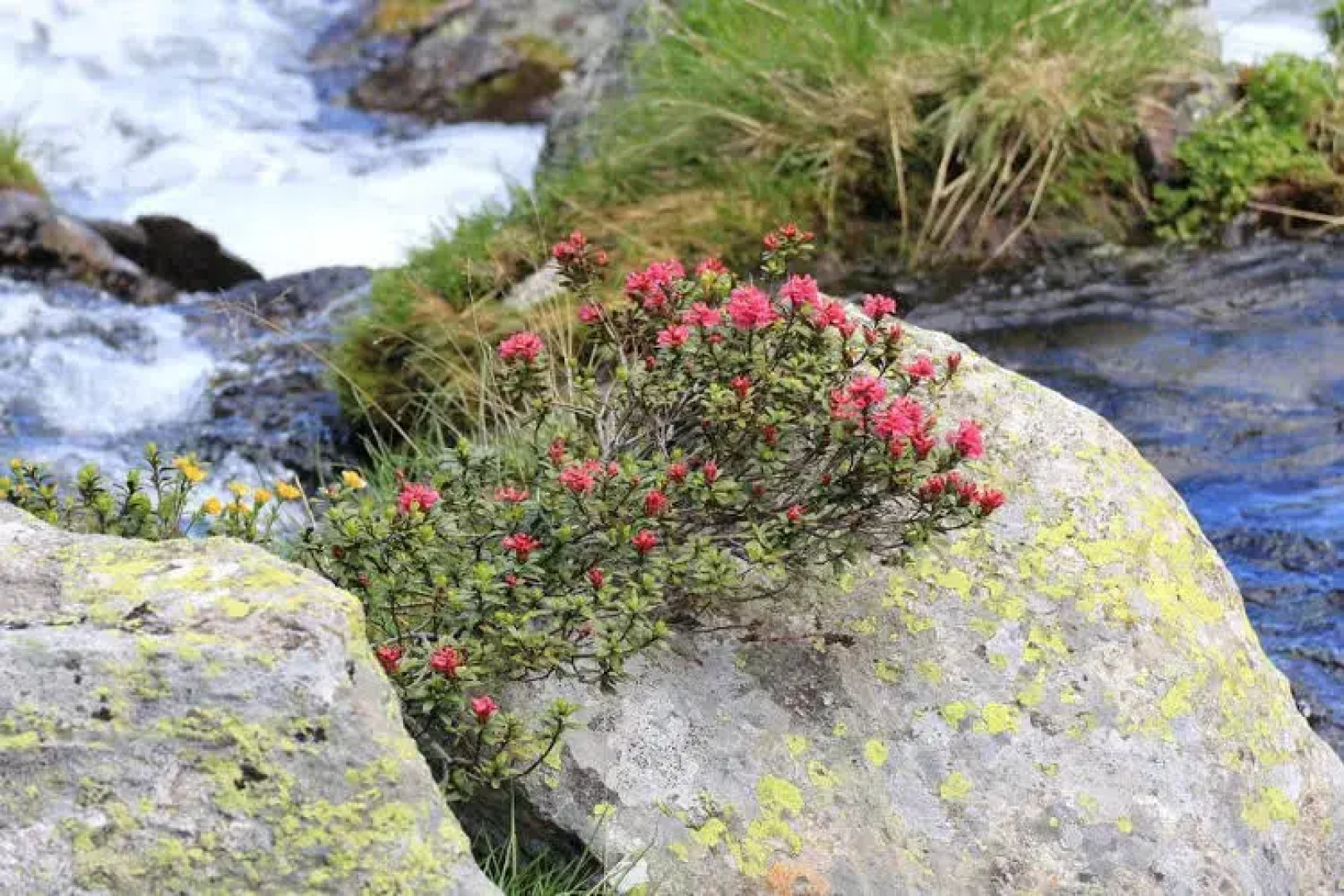 Frühstückspension Alpenrose