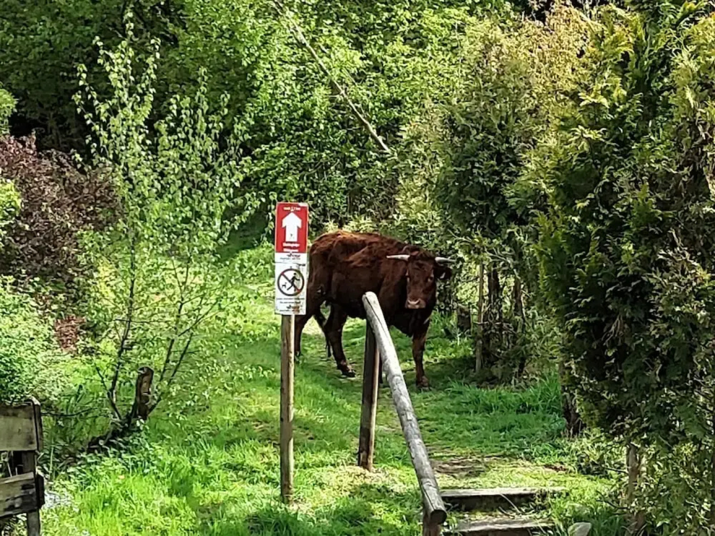 Large Apartment in Wildemann in the Upper Harz, at the Edge of the Forest