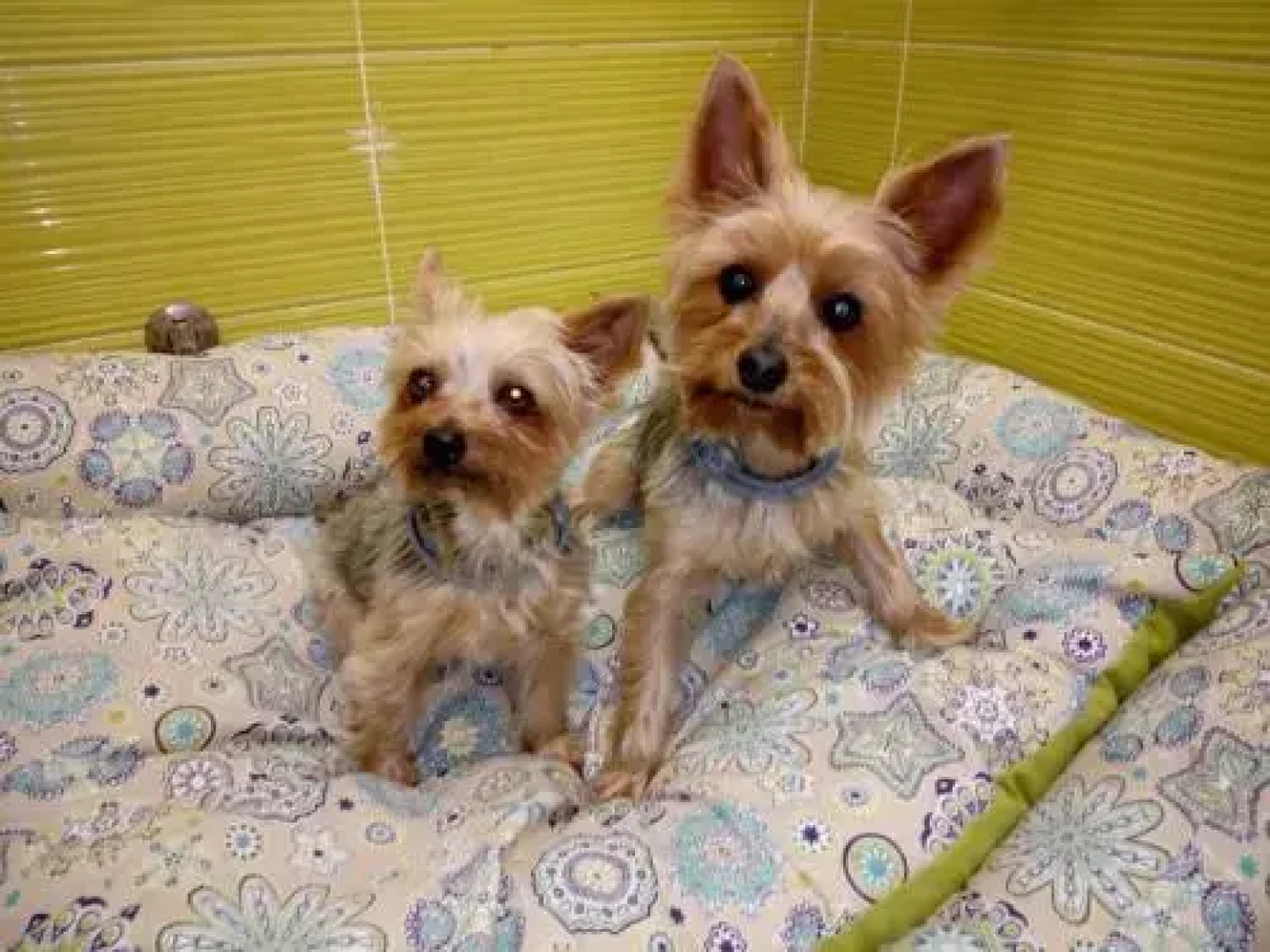 Casa Rural "El Paseo del libro"