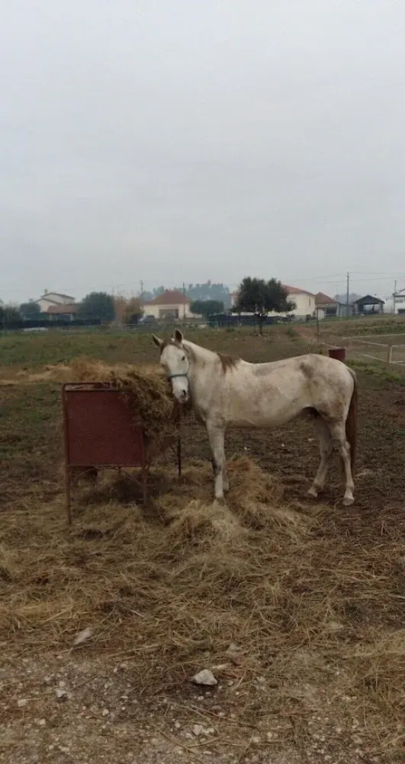 Coudelaria Residence