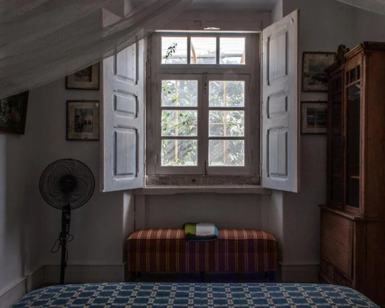 Uva do Monte - Blueberry Farm