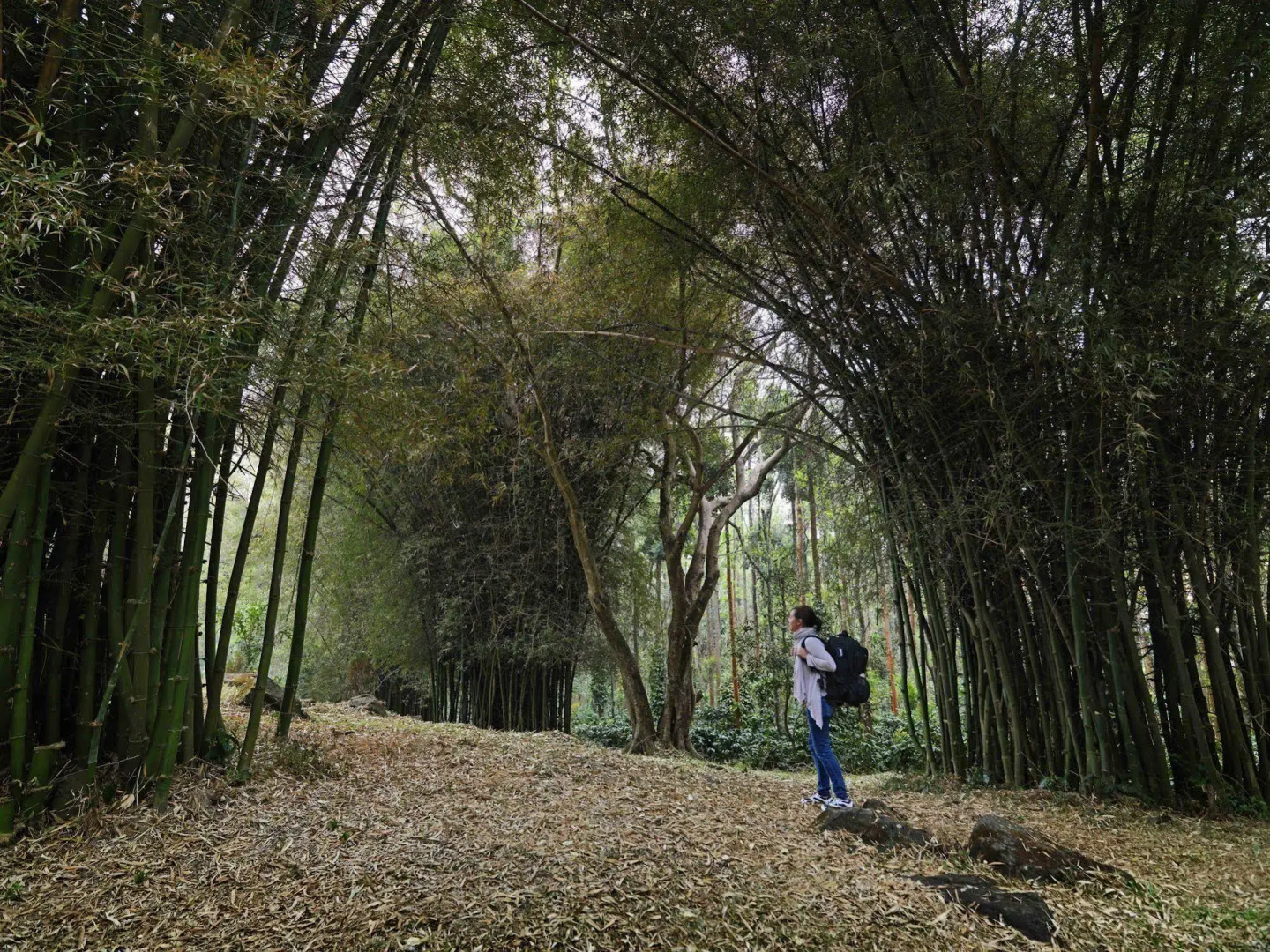 The Serai Chikmagalur