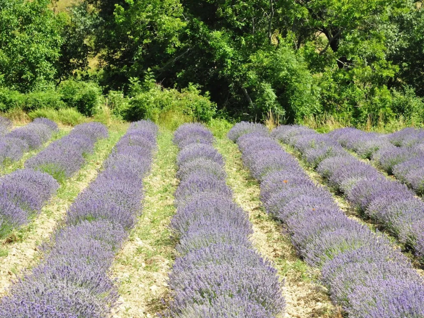 Countryside Villa With Private Swimming Pool at Provence