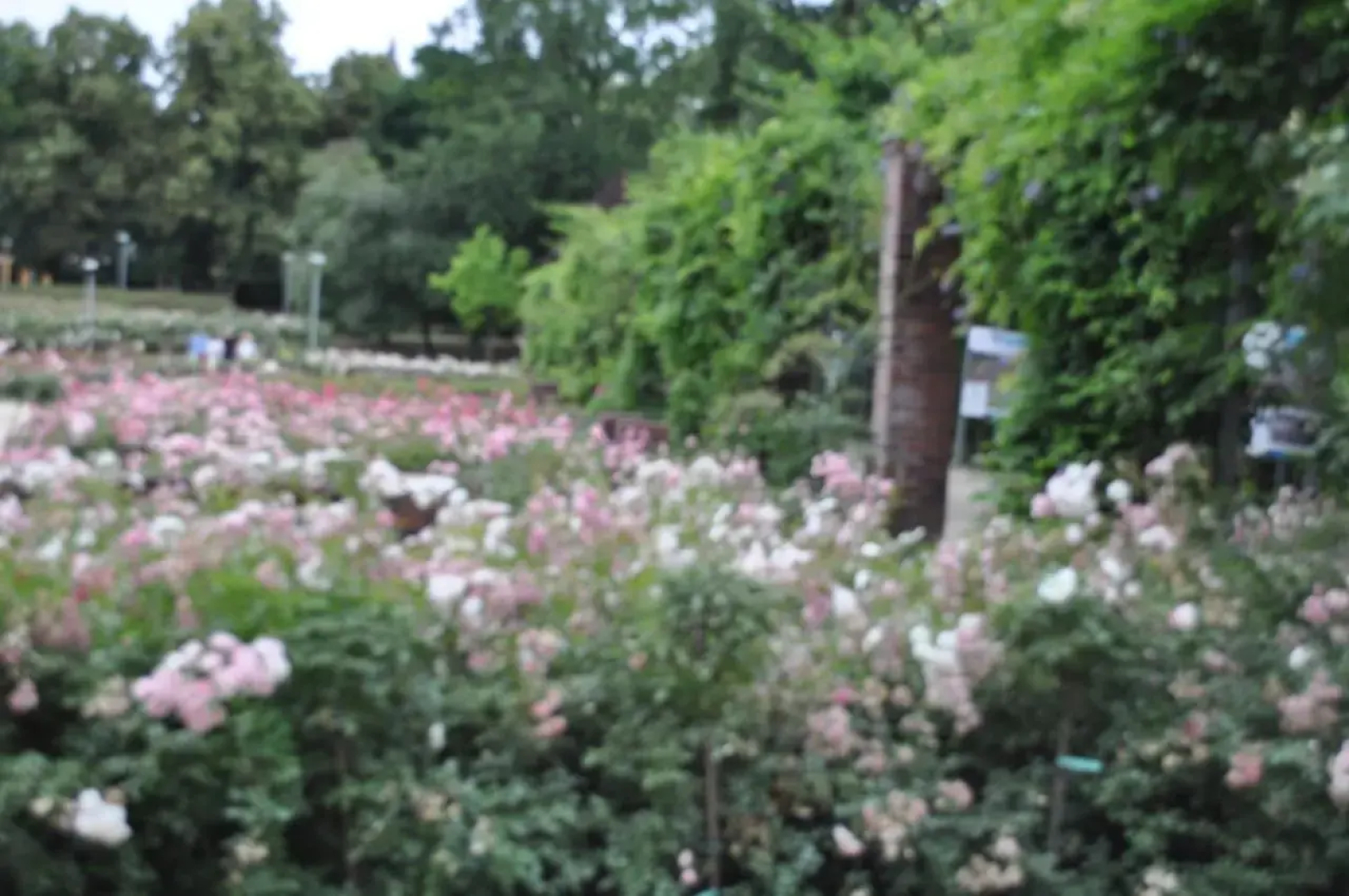 Willa Pod Starymi Lipami