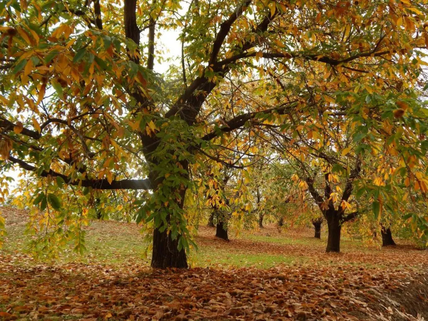 Traditional House At Tyros