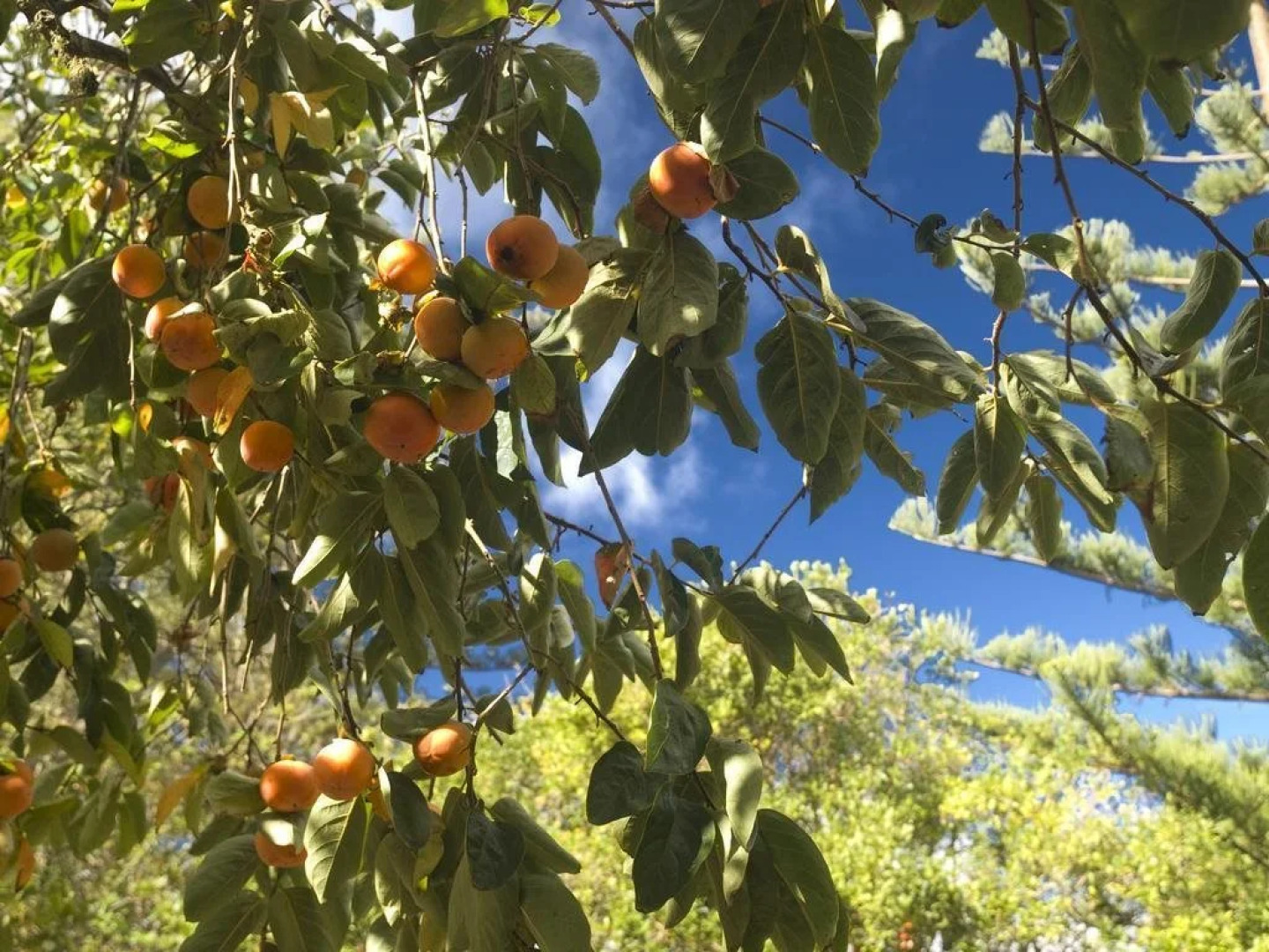 Christian's of Bucks Point