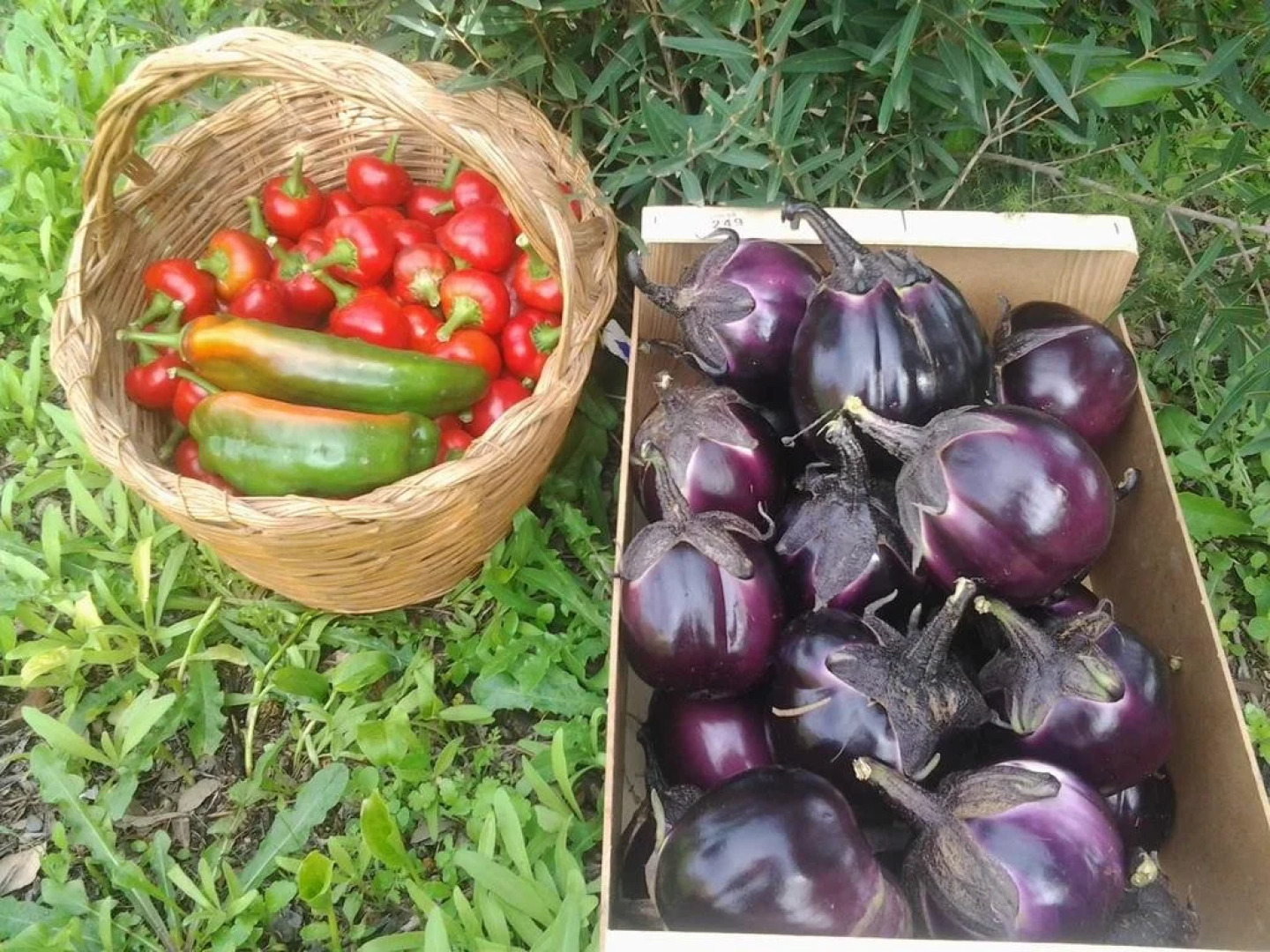 Alba Chiara Agriturismo