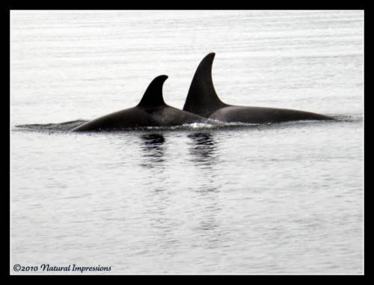 Orca House Bed and Breakfast