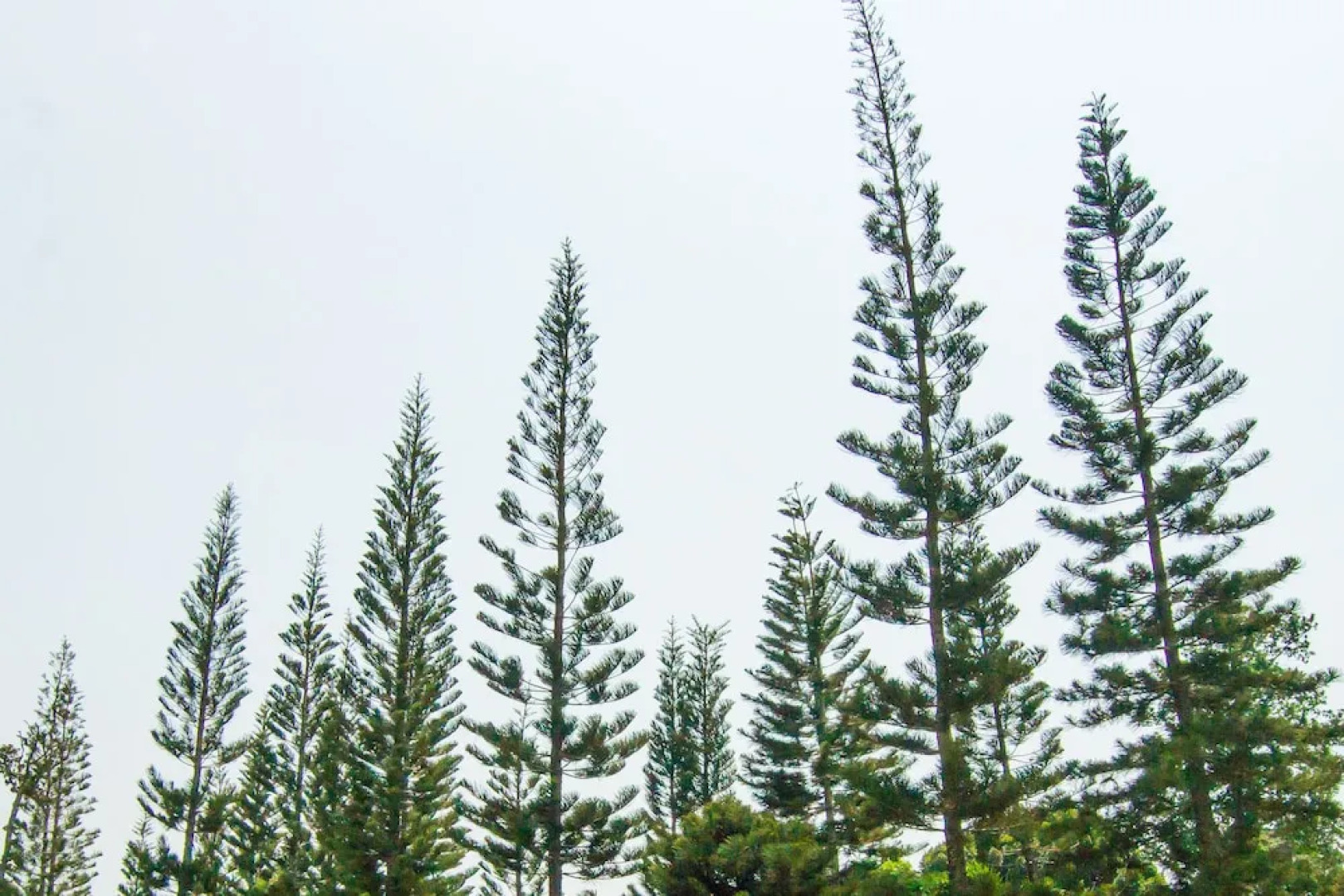 The Natural Garden - Khao Soi Dao -
