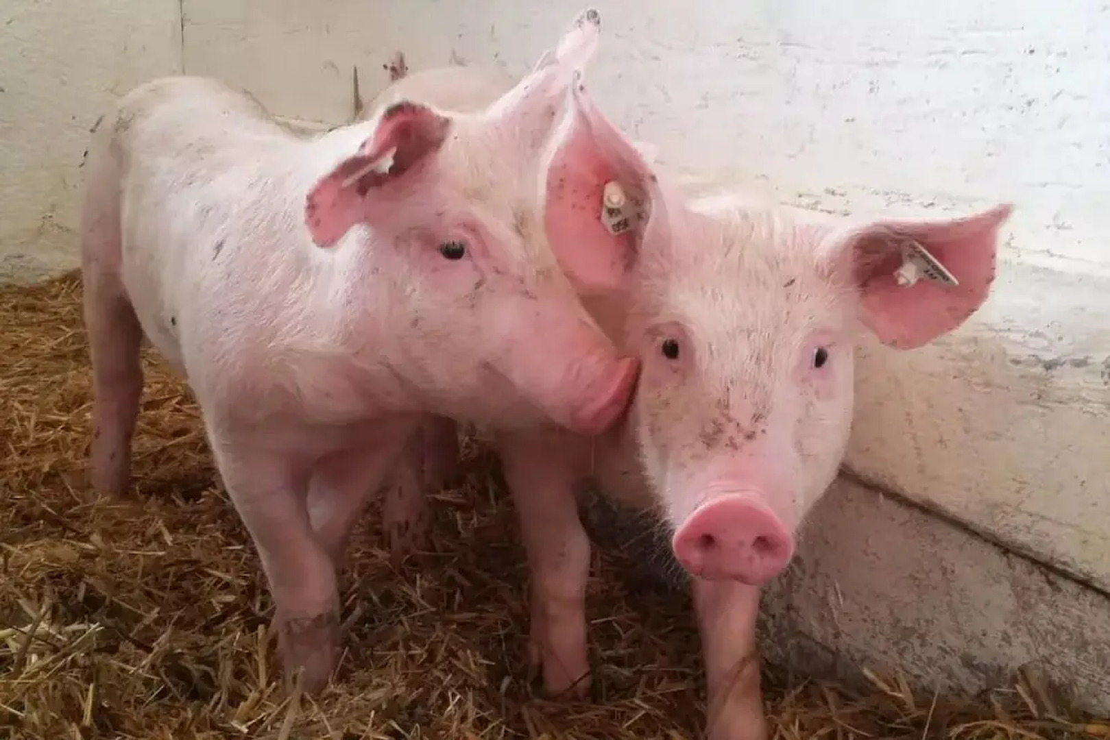 Ferienwohnungen Lichtenegger