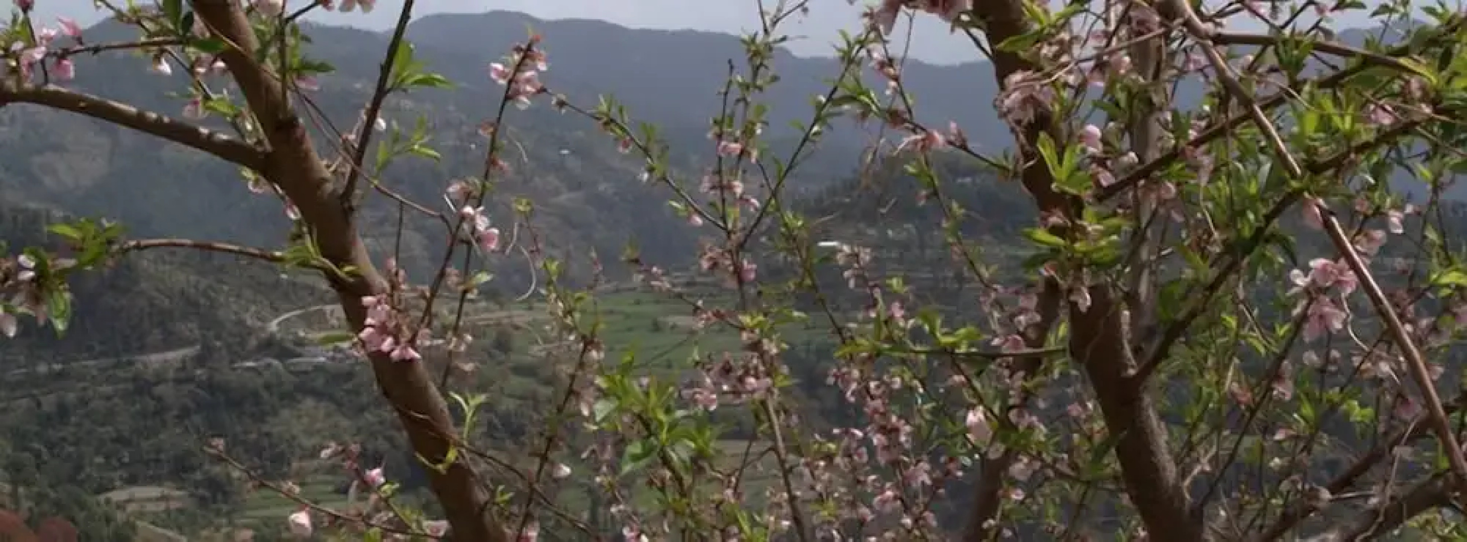 The Woodstock Resort