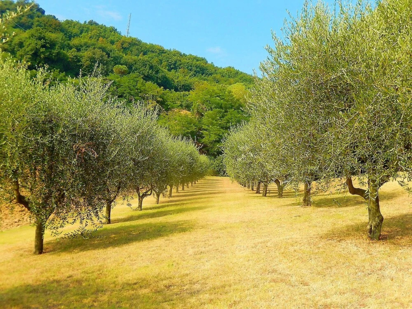 Villa Strada Comunale di Monte Giove