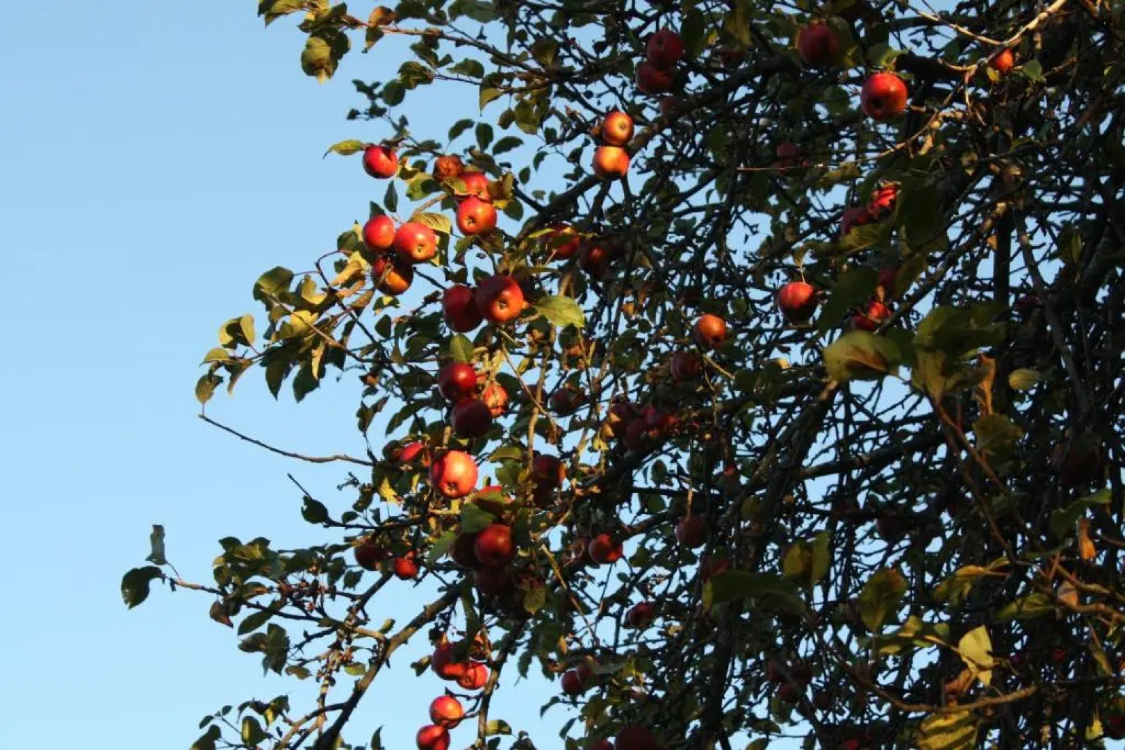 Ospitalita' Rurale Casa Cani