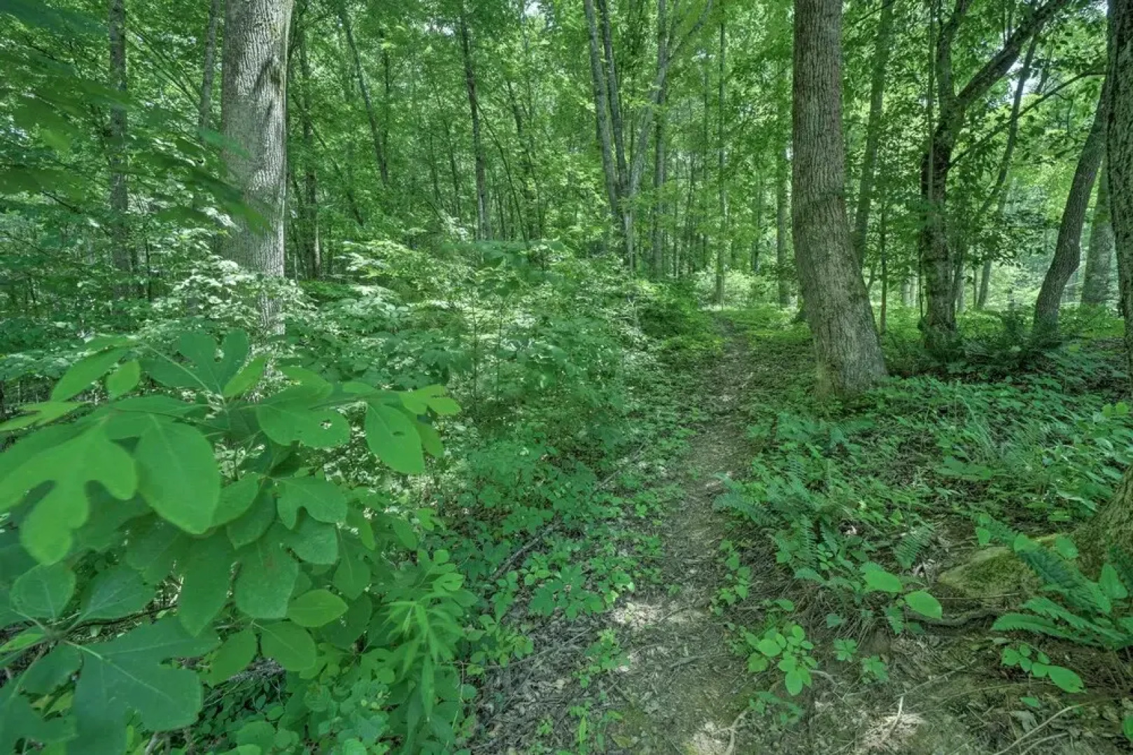 Dog-friendly Cottage w/ Deck in National Forest!