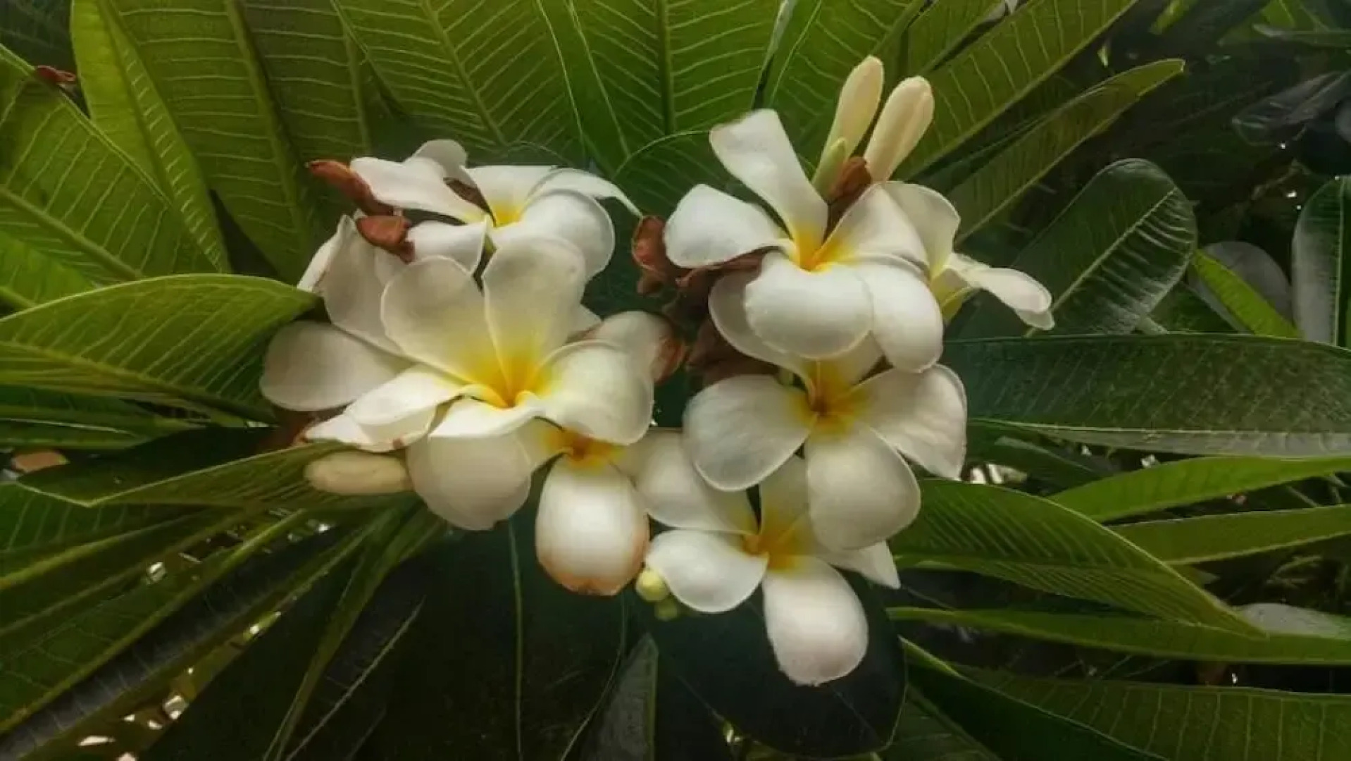 The Bliss Loei Living