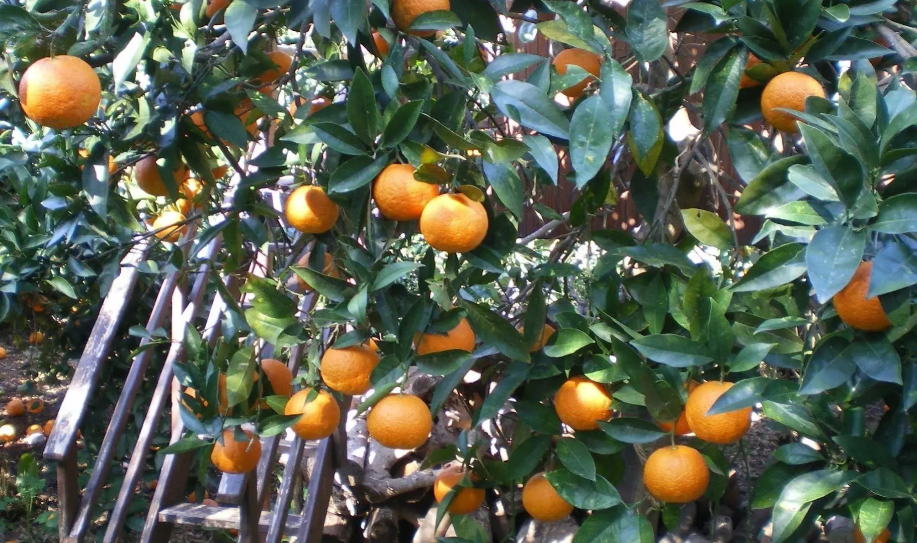 Zagara di Sicilia