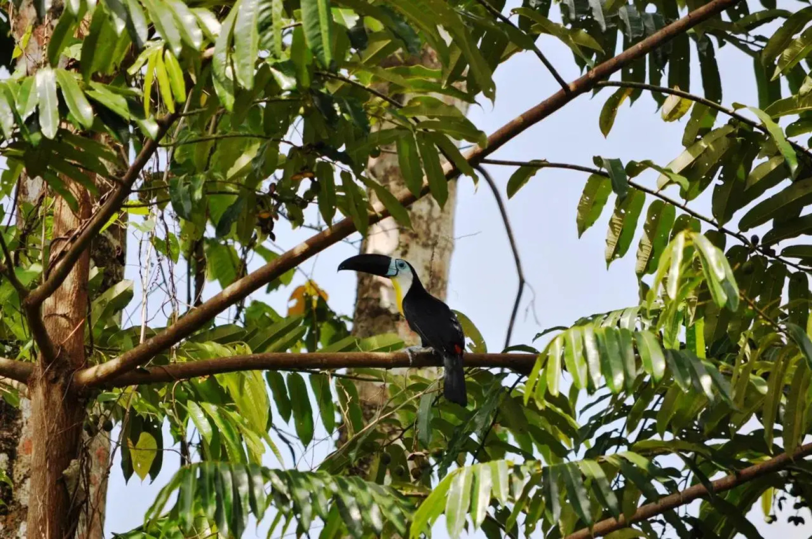 The Leatherback Lodge