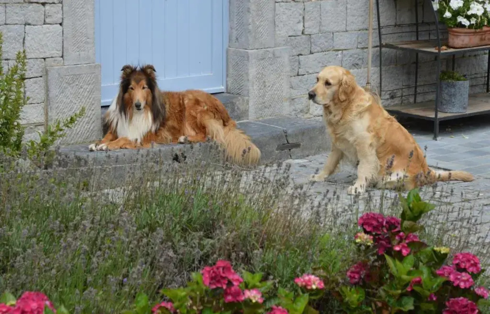 Aux 4 Saules de 4 Wilgen