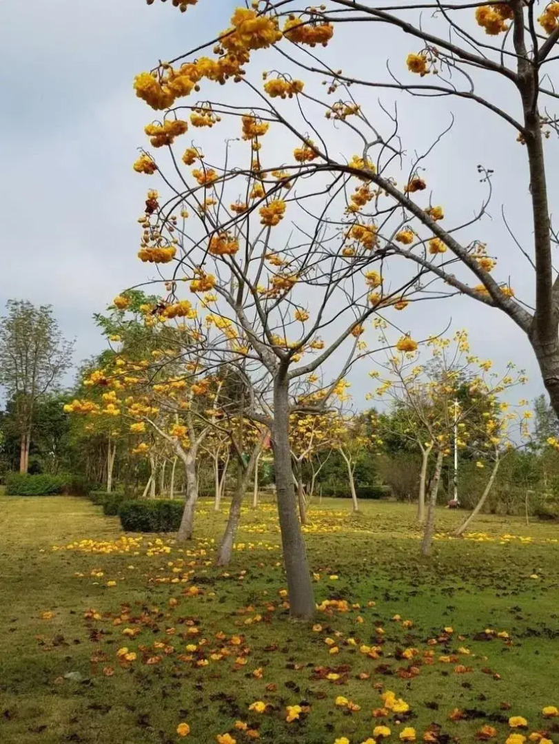Suan Phueng Pa Wai Resort