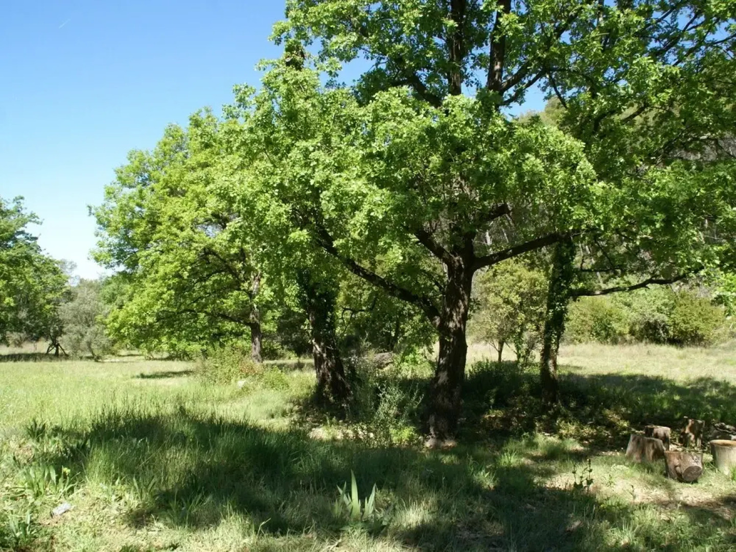 Romantic, Holiday Home in Flayosc With Private Swimming Pool and in the Forest!