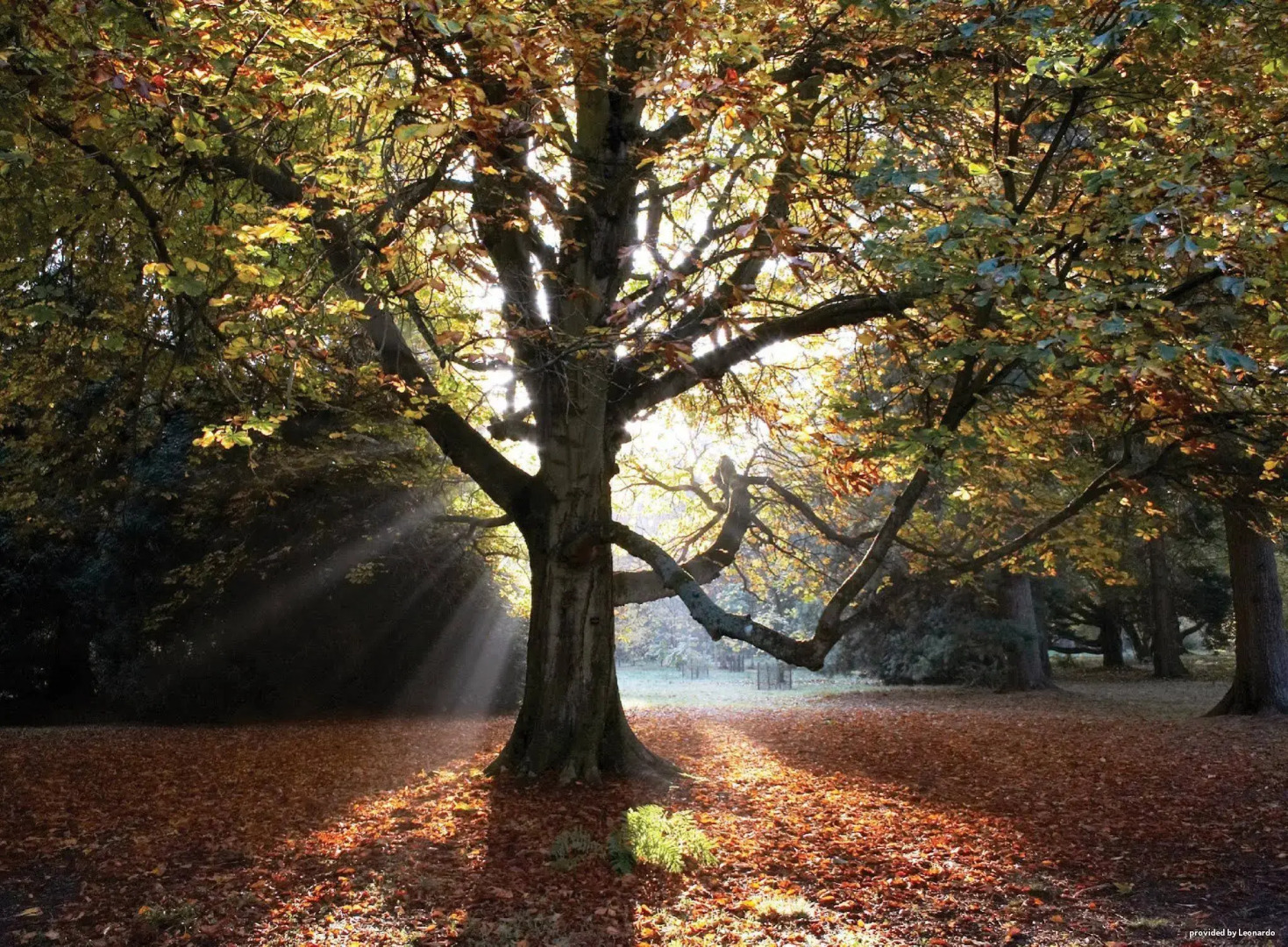 Pettifers Freehouse Hotel