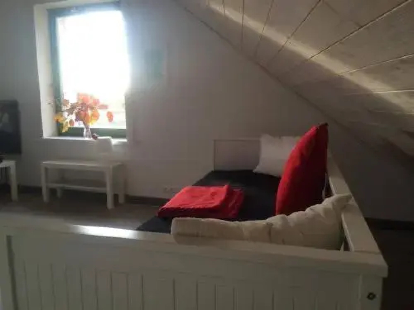 Chamedafne w Puszczy Kampinoskiej