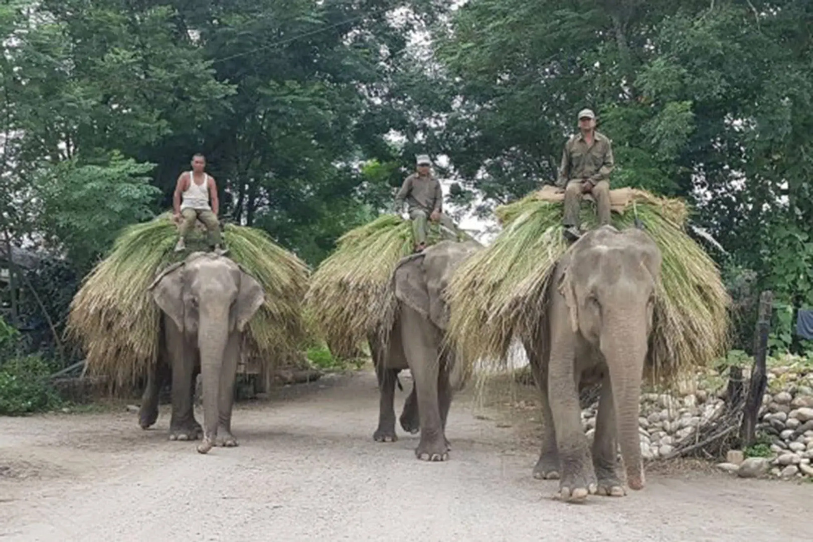 Tiger Tops Tharu Lodge