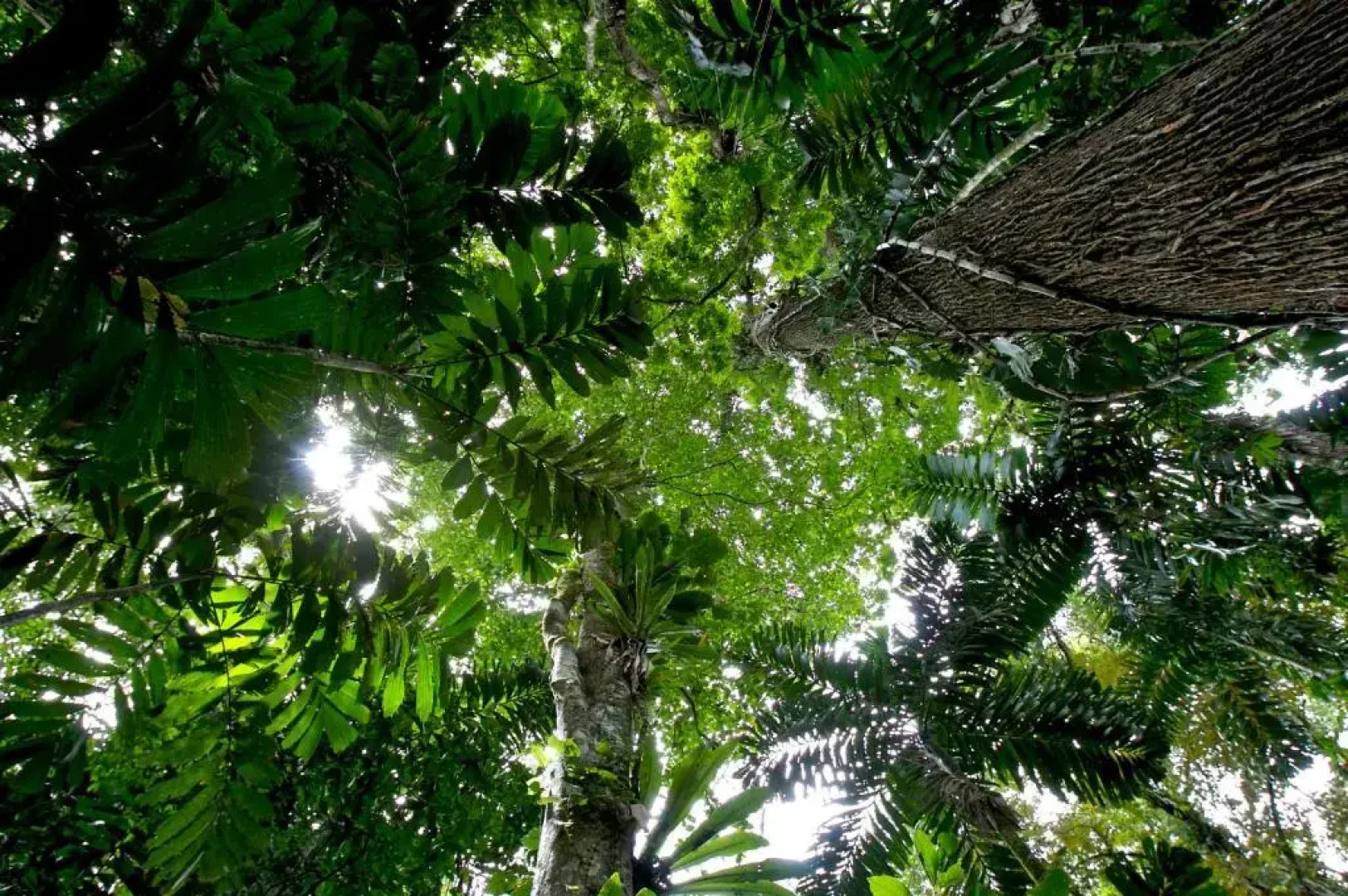 Selva Bananito Lodge