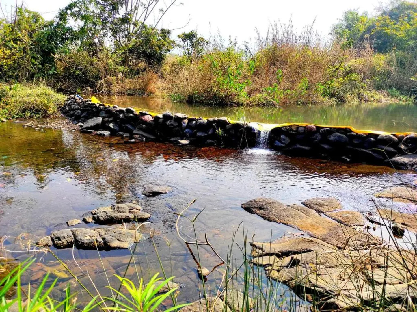 River Bird (Dalvi's Farm Tourism)