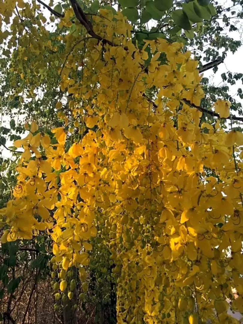 Home by the bridge (SHA Certified)