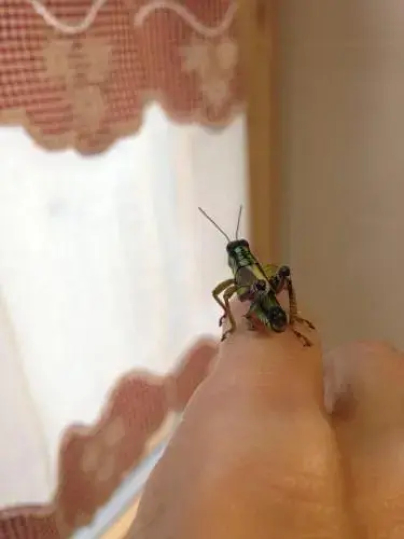 Restor Natura Malga Mondent