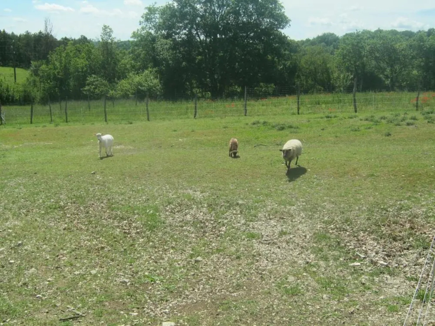 Chalet dans les bois du Quercy