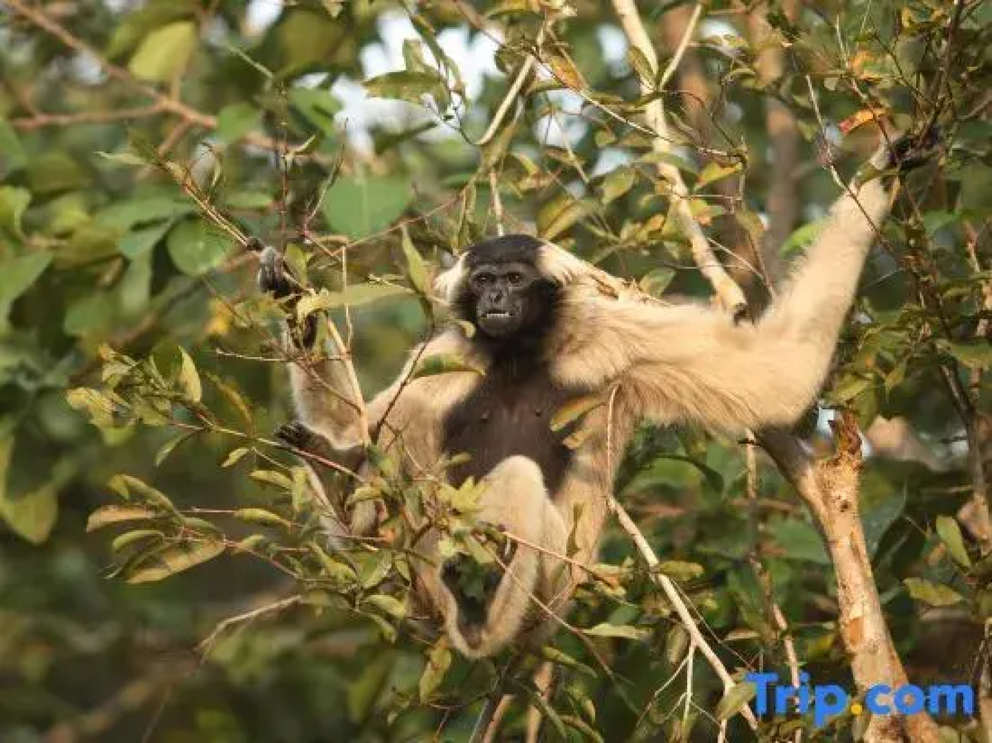 Cardamom Tented Camp