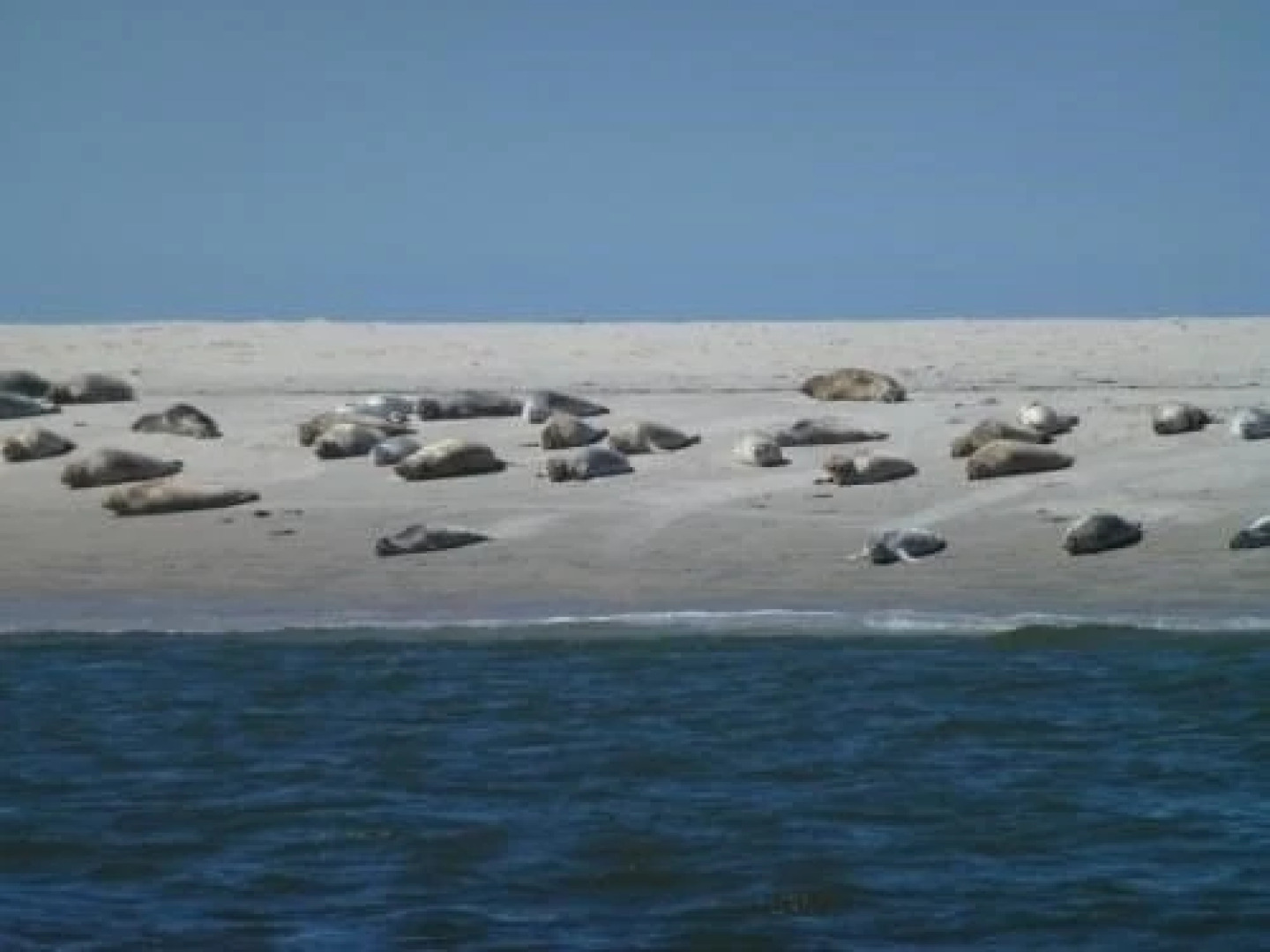 Haus Am Leuchtturm ,,Austernfischer Haus "