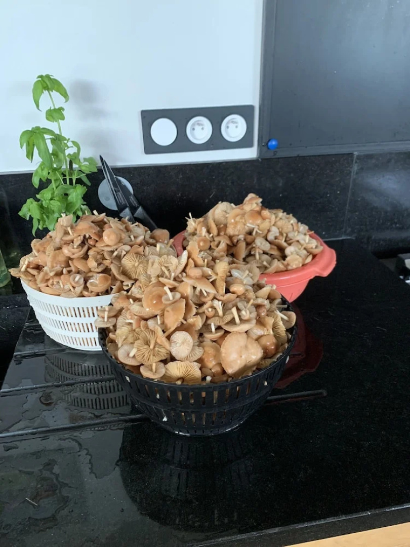 Orangerie de Chatel sélection Figaro & Elle Magazine