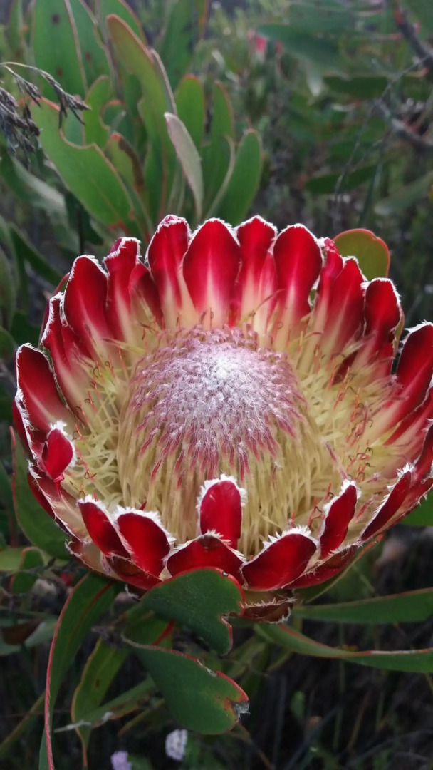 Pole Pole holiday home