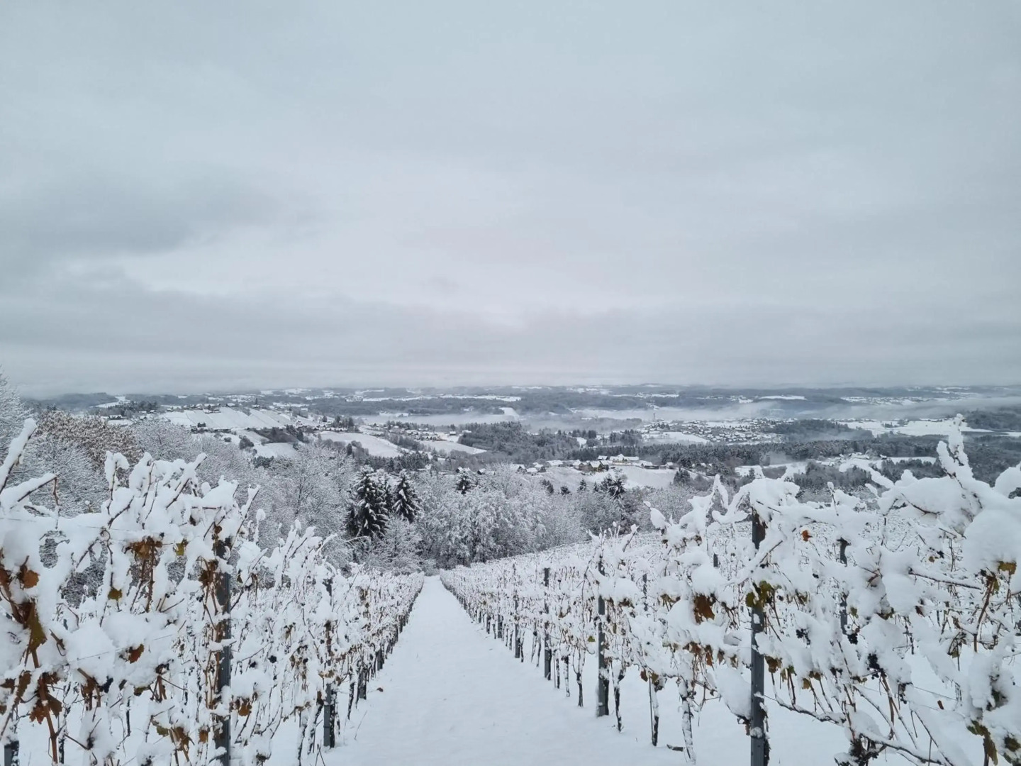 Weinstöckl Hochgrail pures sein