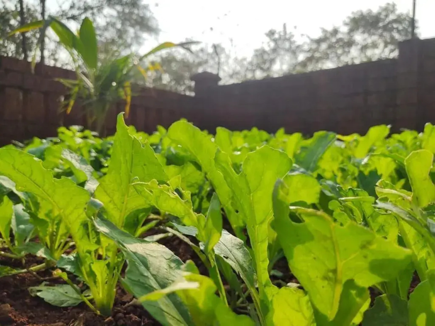 Surve Natures Resort