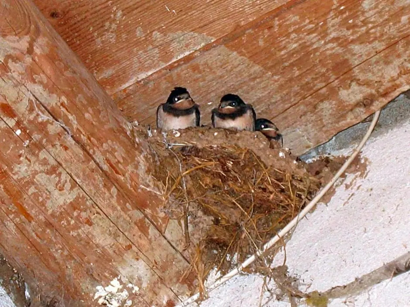 la grange aux hirondelles