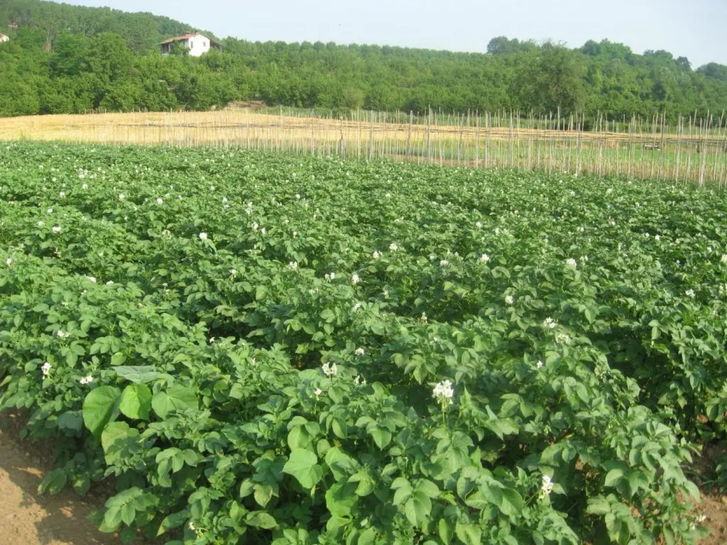 Agriturismo La Tilia