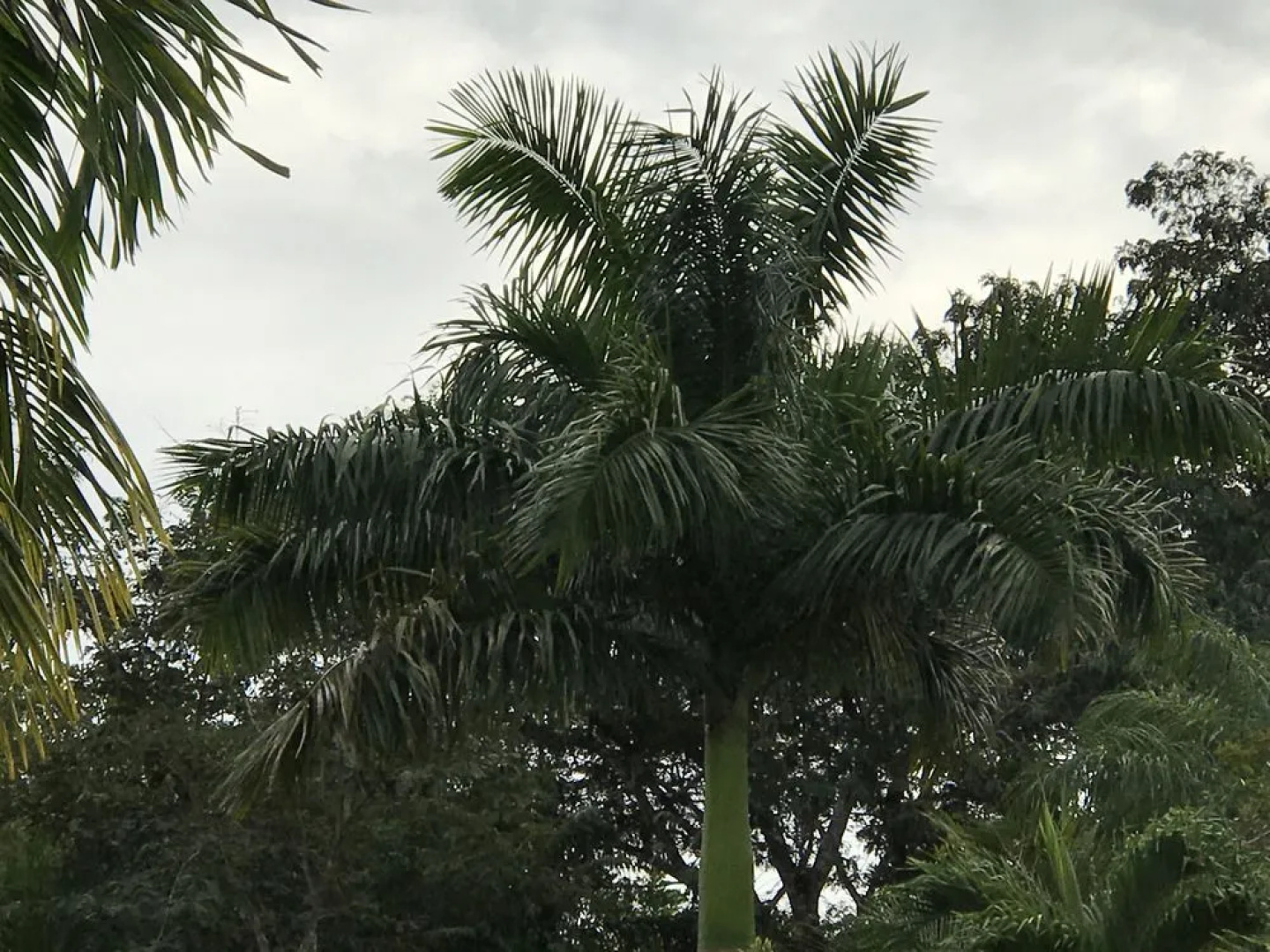 Super Palm Resort