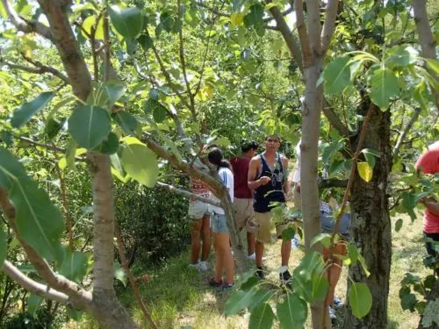 Farm stay Domačija Butul