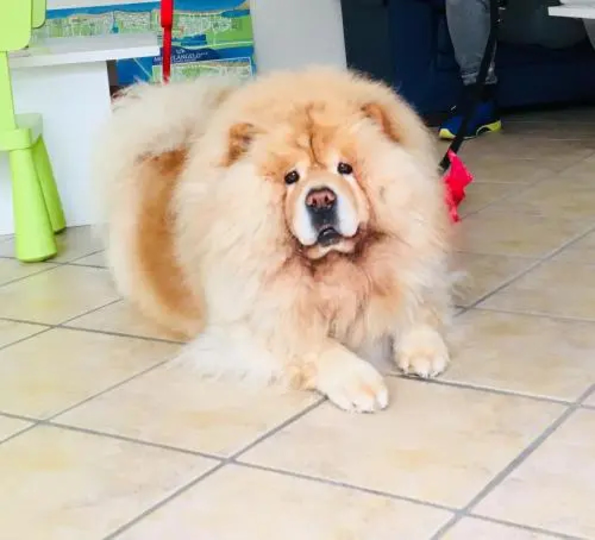 Res. Michelangelo Resort 252S