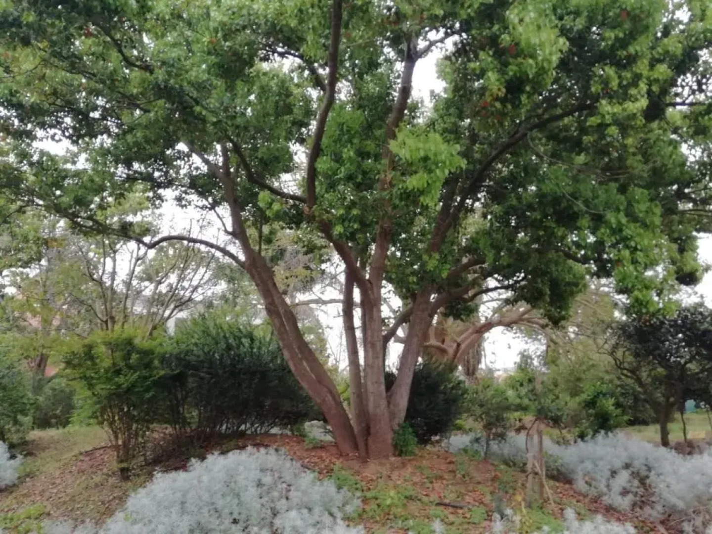 Giardini Irlandesi B&B