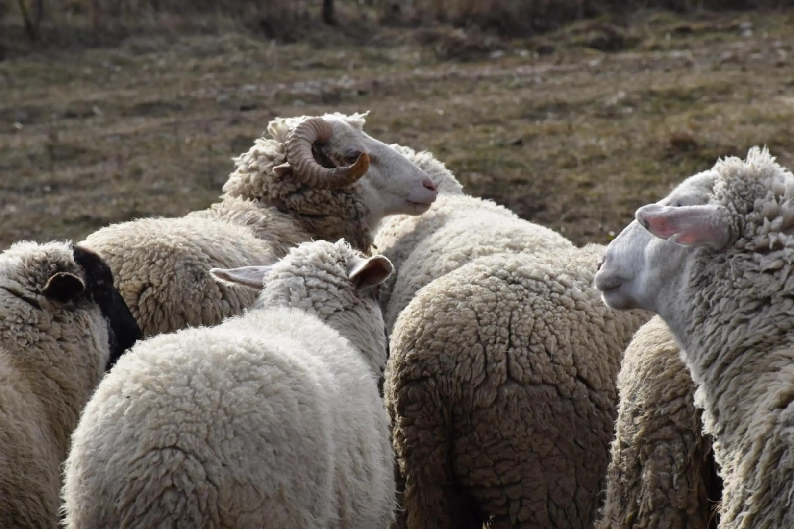 Pilikán Apartments - Park - Vineyard & Sheep farm