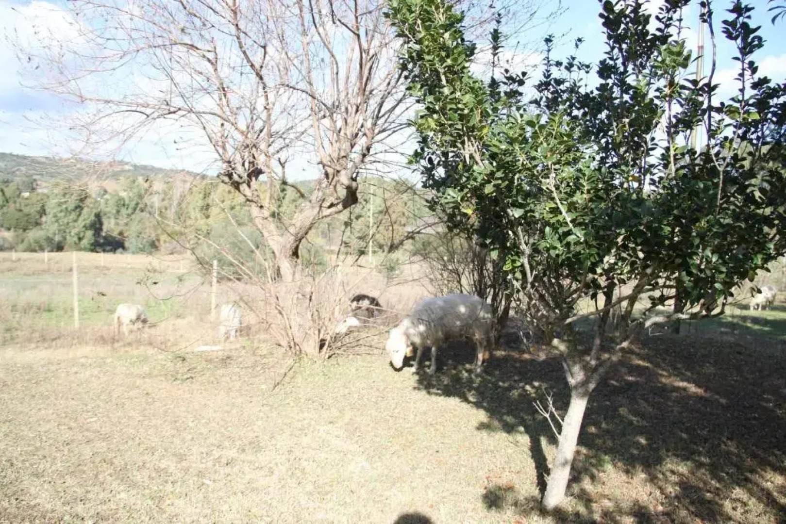 Agriturismo Su Pinnatu