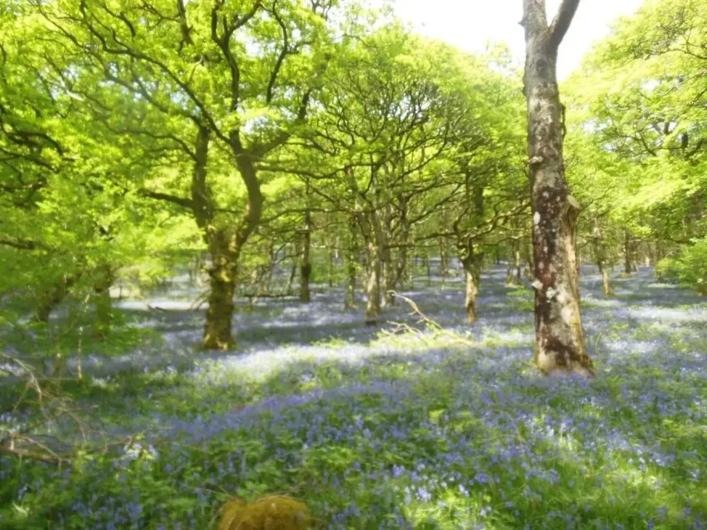 Relaxing pet Friendly 2-bed Cottage in Rhandirmwyn