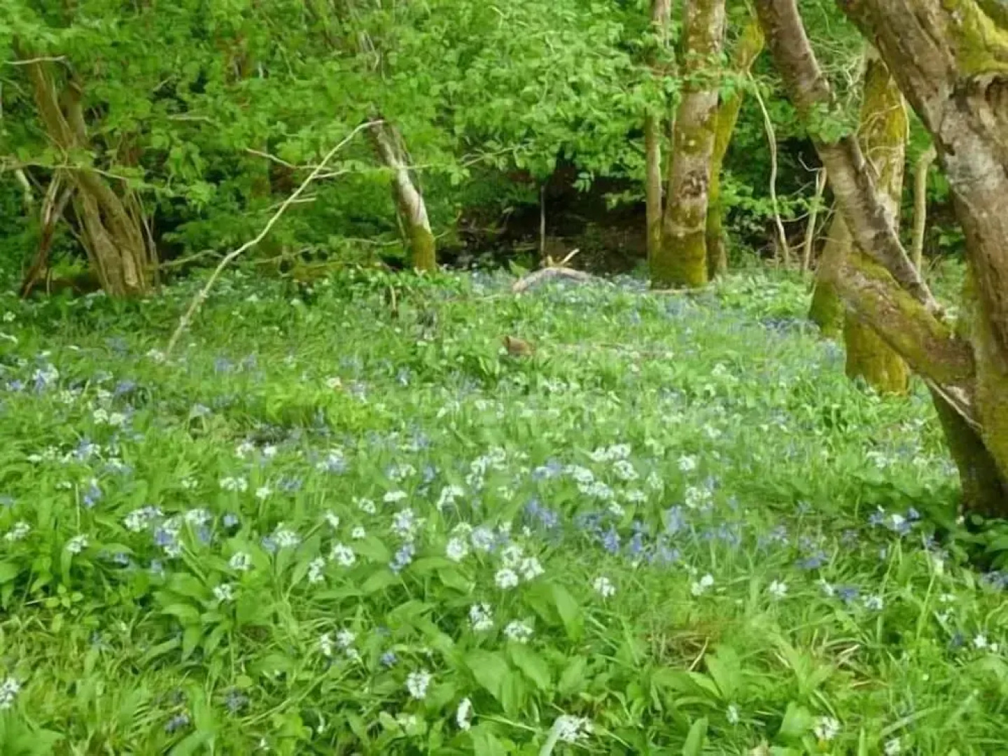 Hendre Aled Cottage 3